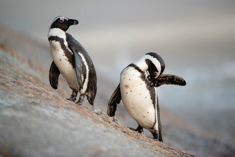 Brillenpinguin