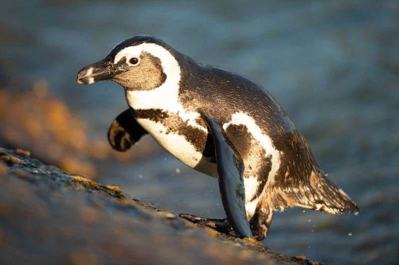 Brillenpinguin