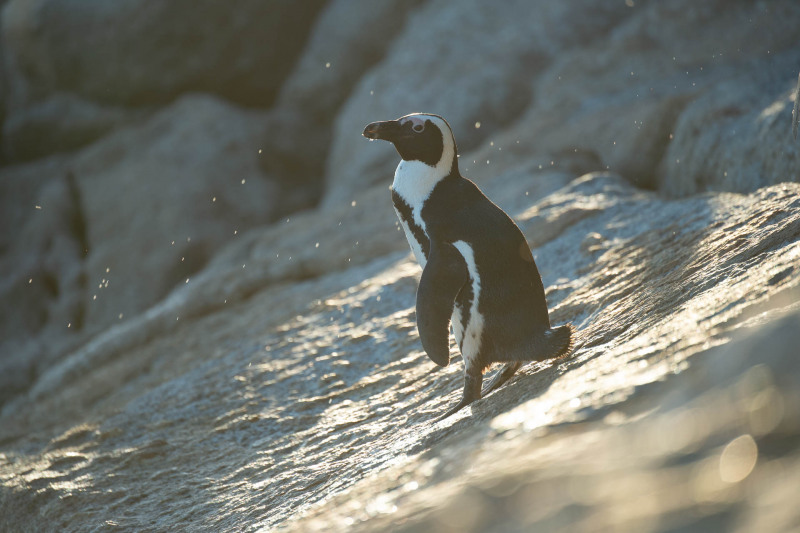 Brillenpinguin