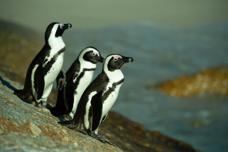 Brillenpinguin