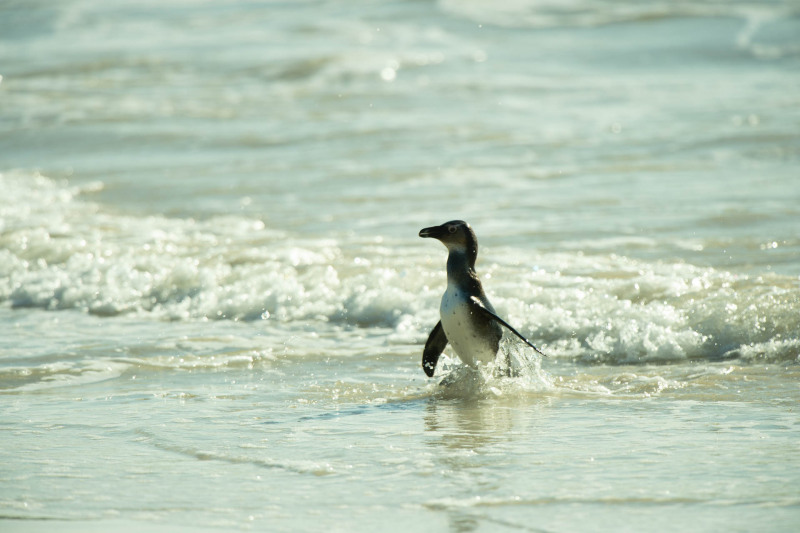 Brillenpinguin