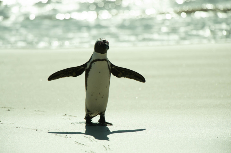Brillenpinguin
