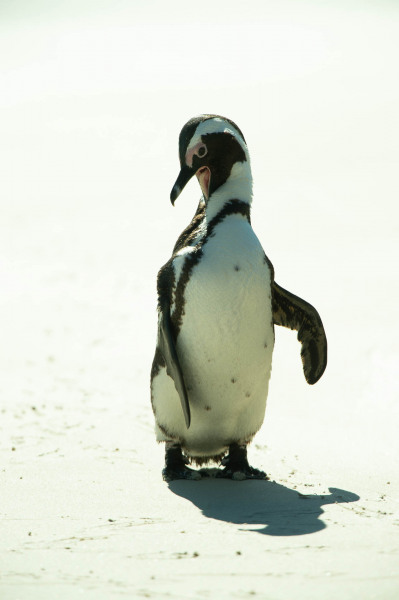 Brillenpinguin