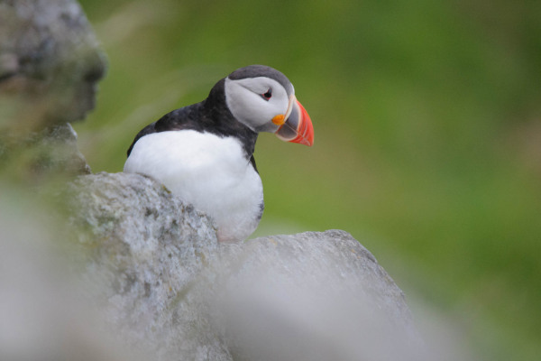 Ein Papageitaucher mit buntem Schnabel sitzt auf einem Felsen.