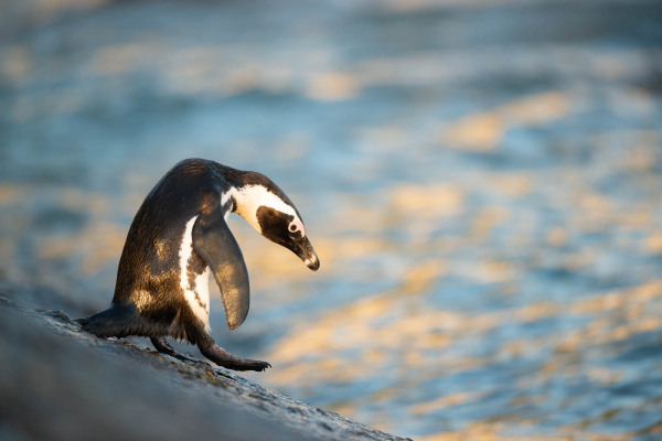 Ein Brillenpinguin steht am Ufer und blickt ins Wasser.