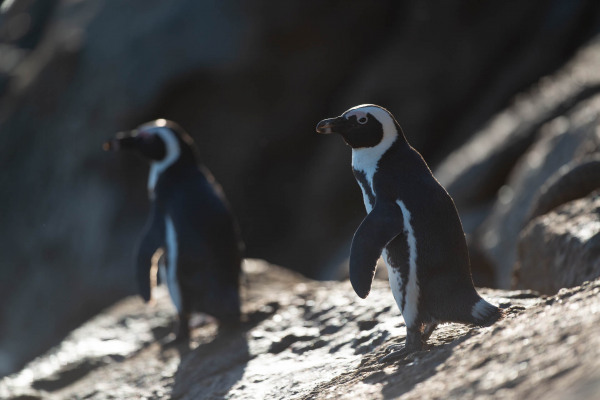 Zwei Brillenpinguine stehen auf einem Felsen in Südafrika.