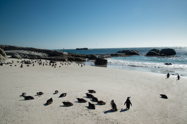 Brillenpinguine am Strand von Südafrika, nahe am Meer versammelt.