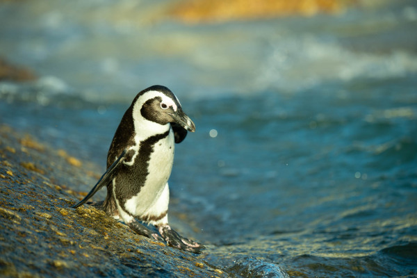 Brillenpinguin steht auf Felsen am Wasser in Südafrika.