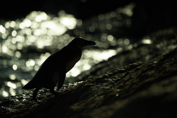 Silhouette eines Brillenpinguins auf einem Felsen vor funkelndem Wasser in Südafrika.