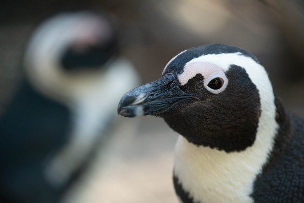 Nahaufnahme eines Brillenpinguins mit charakteristischem Kopfgefieder.