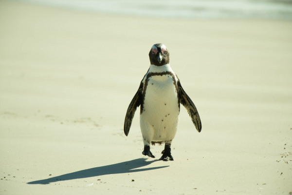 Brillenpinguin spaziert aufrecht über den Sandstrand.