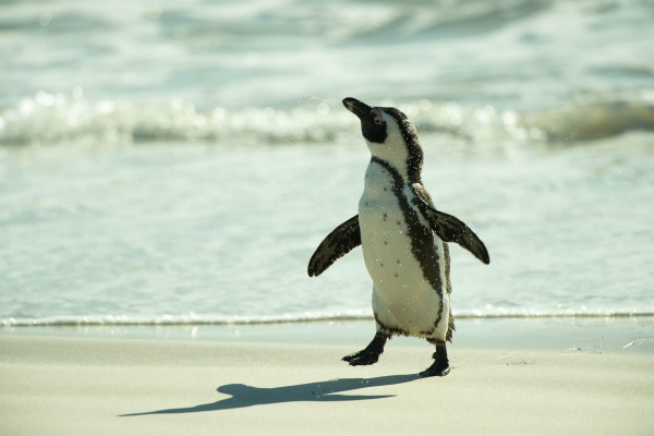 Ein Brillenpinguin spaziert auf einem Sandstrand vor einem sich kräuselnden Meer.