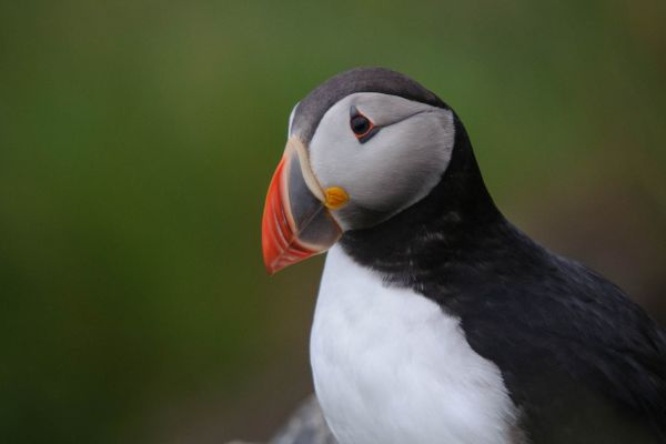 Papageitaucher mit leuchtendem Schnabel in grünlicher Umgebung.