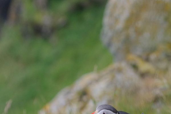 Papageitaucher sitzt auf grasbewachsener Felsklippe in norwegischer Küstenlandschaft.