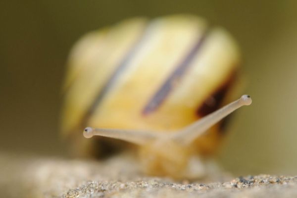 Makroaufnahme einer Garten-Bänderschnecke mit gestreiftem Gehäuse.