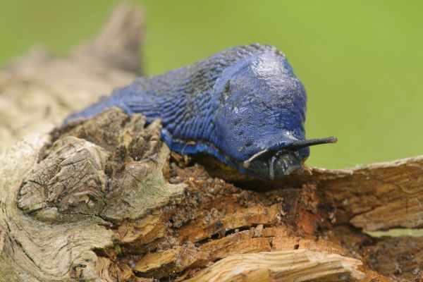 Blaue Nacktschnecke kriecht über einen Baumstamm in einem Waldgebiet.