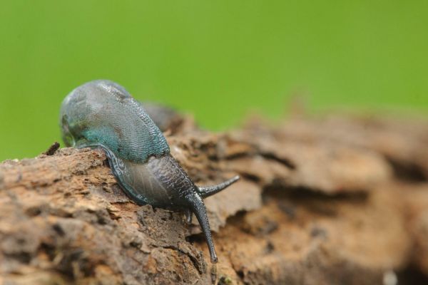 Blaue Nacktschnecke kriecht über einen Holzuntergrund, natürlicher Lebensraum.