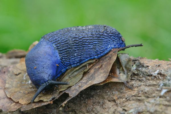 Blaue Nacktschnecke Bielzia coerulans auf einem Blatt im Wald.