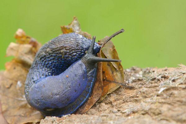 Eine blaue Nacktschnecke schmiegt sich an ein Blatt in natürlicher Umgebung.