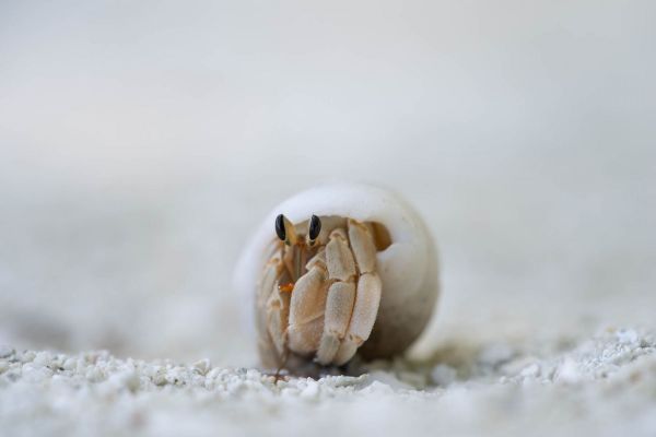 Ein Einsiedlerkrebs in einer Schneckenschale auf Sand.