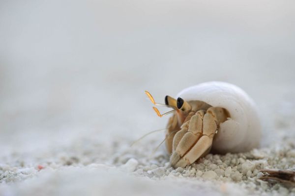 Einsiedlerkrebs in weißem Schneckenhaus auf Sandboden.