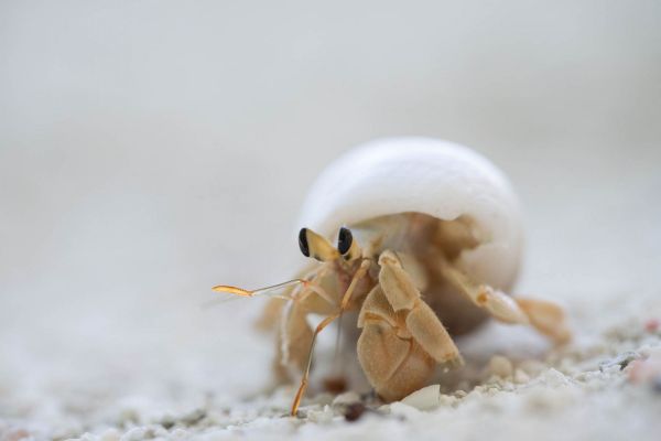 Nahaufnahme eines Einsiedlerkrebses in einem weißen Schneckengehäuse auf Sand.