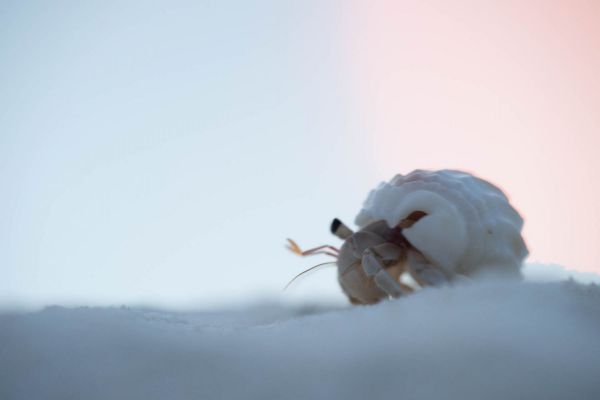 Ein Einsiedlerkrebs in einem Schneckenhaus auf sandigem Boden in tropischer Umgebung.
