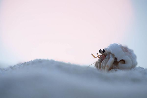 Einsiedlerkrebs kriecht über sandige Oberfläche am Strand.