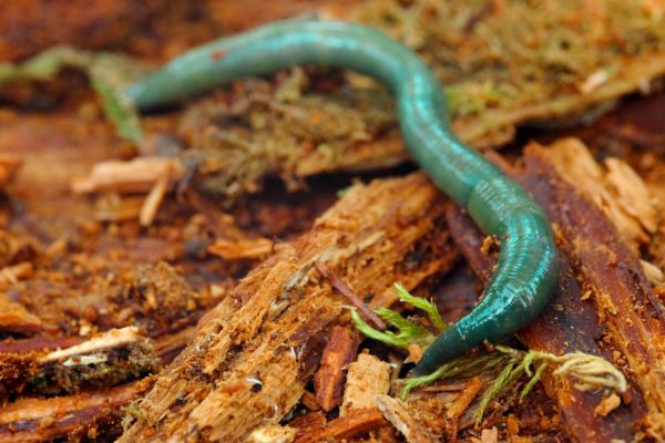 Ein smaragdgrüner Regenwurm kriecht über feuchtes Totholz.