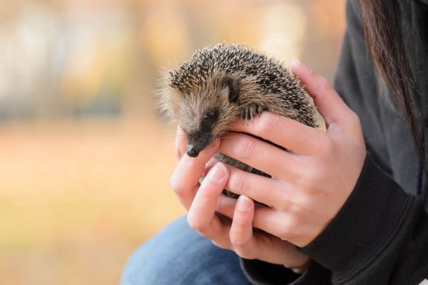 Ein Europäischer Igel wird behutsam von Händen gehalten.
