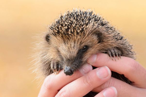Europäischer Igel wird in menschlichen Händen gehalten.