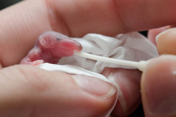 Junge Spitzmaus wird von Händen gehalten und mit Pipette gefüttert.