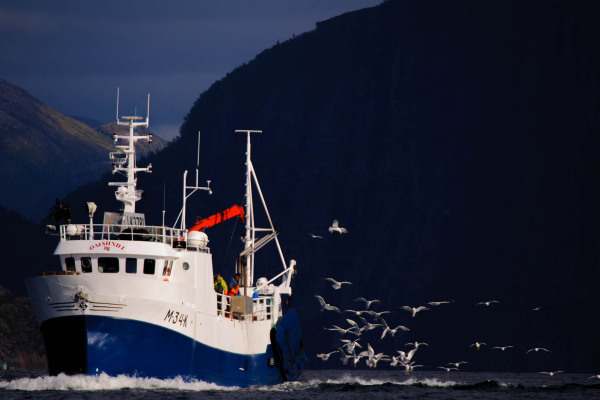 Fischkutter an Norwegens Küste, umgeben von fliegenden Möwen.