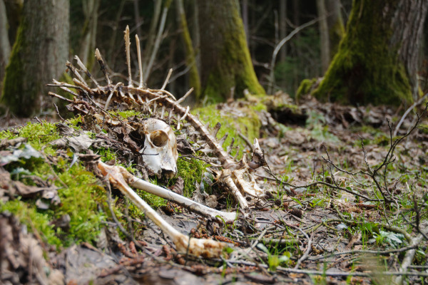 Skelett eines Rehs in einem mossigen Waldgebiet.