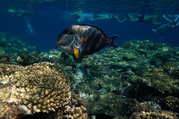 Ein Paletten-Doktorfisch schwimmt über ein buntes Korallenriff in klarem Wasser.