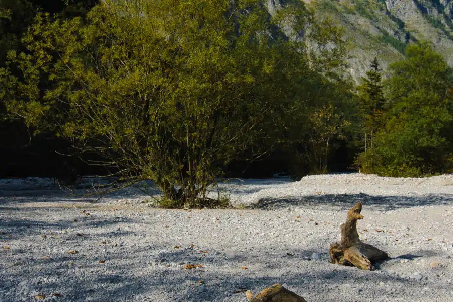 Kiesige Naturlandschaft mit Baum und alpiner Kulisse im Hintergrund.