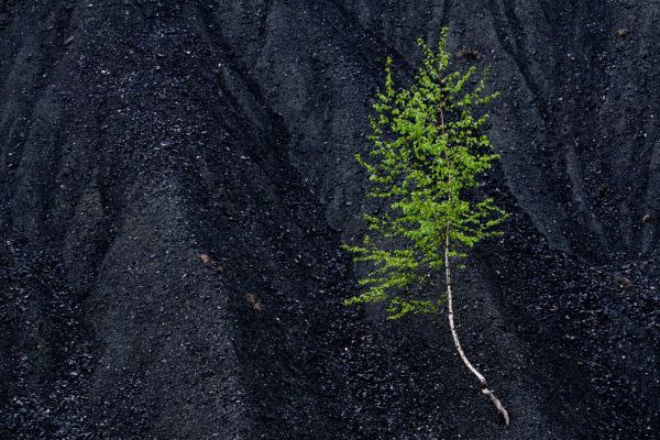 Eine grüne Birke wächst auf einer dunklen Oberfläche aus Gestein.