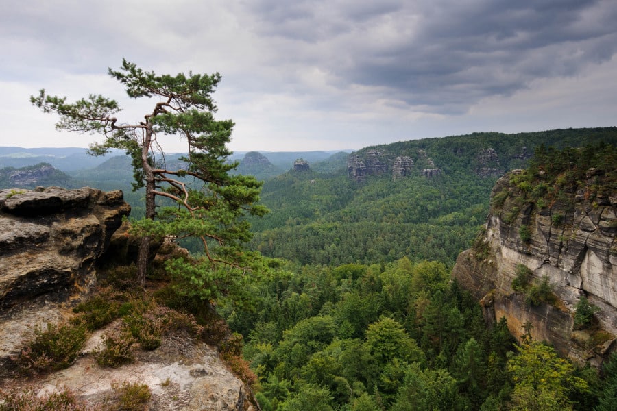 Felsiger Aussichtspunkt mit Kiefer im Elbsandsteingebirge.