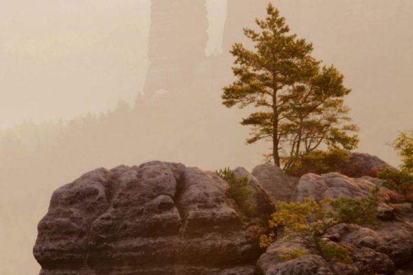 Eine Kiefer steht auf einem Sandsteinfelsen im Elbsandsteingebirge.