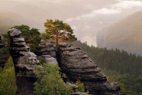 Kiefern und Sandsteinfelsen im Elbsandsteingebirge, Deutschland.