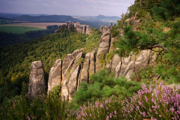 Felsformationen der Schrammsteine im Elbsandsteingebirge, umgeben von Wald und Heidekraut.