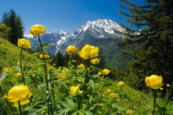 Gelbe Trollblumen vor schneebedeckten Bergen in Alpenlandschaft.
