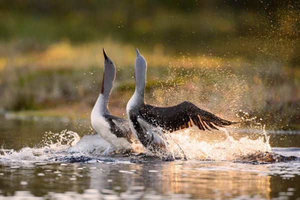 20150615-DSC_6871-Bearbeitet