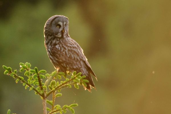 Bartkauz (Strix nebulosa)