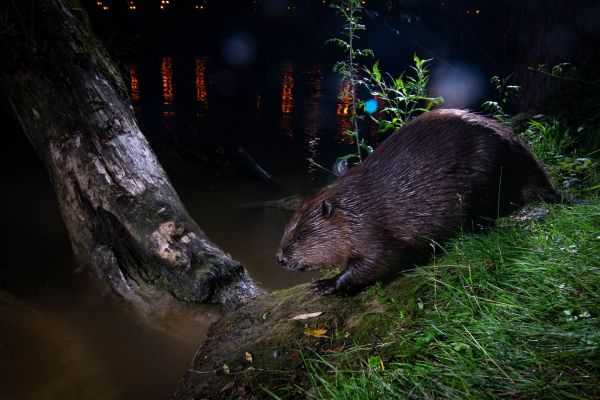 Biber (Castor fiber)