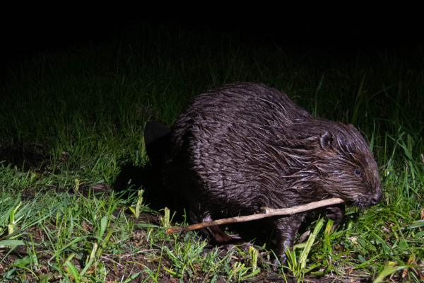 Ein Europäischer Biber transportiert einen Ast bei Nacht auf einer Wiese.