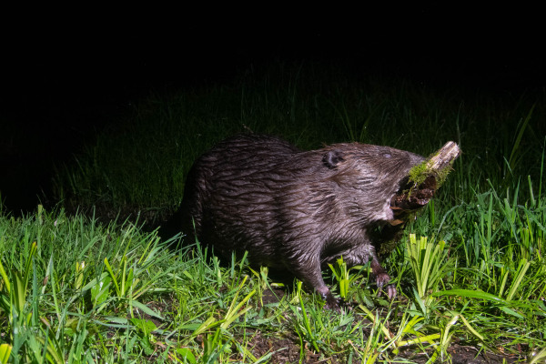 Ein Europäischer Biber trägt bei Nacht einen Ast durch das Gras.