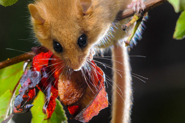 Haselmaus frisst an einer Zwetschge auf einem Ast.