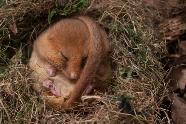 Eine Haselmaus schläft zusammengerollt in einem Nest aus Gras.