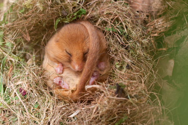 Haselmaus im Winterschlaf zusammengerollt in einem Grasnest.